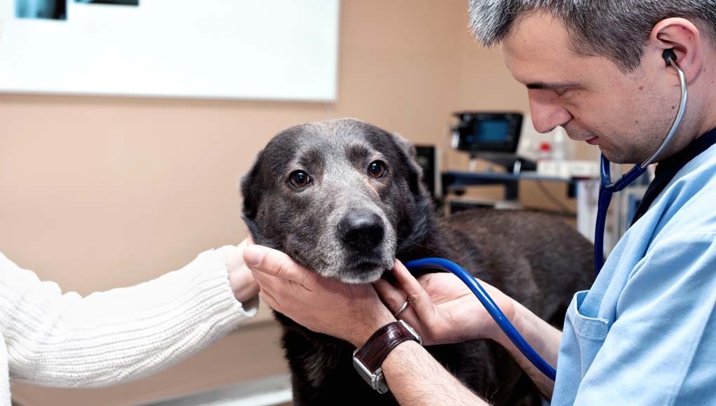 Heartworm Prevention in Dogs