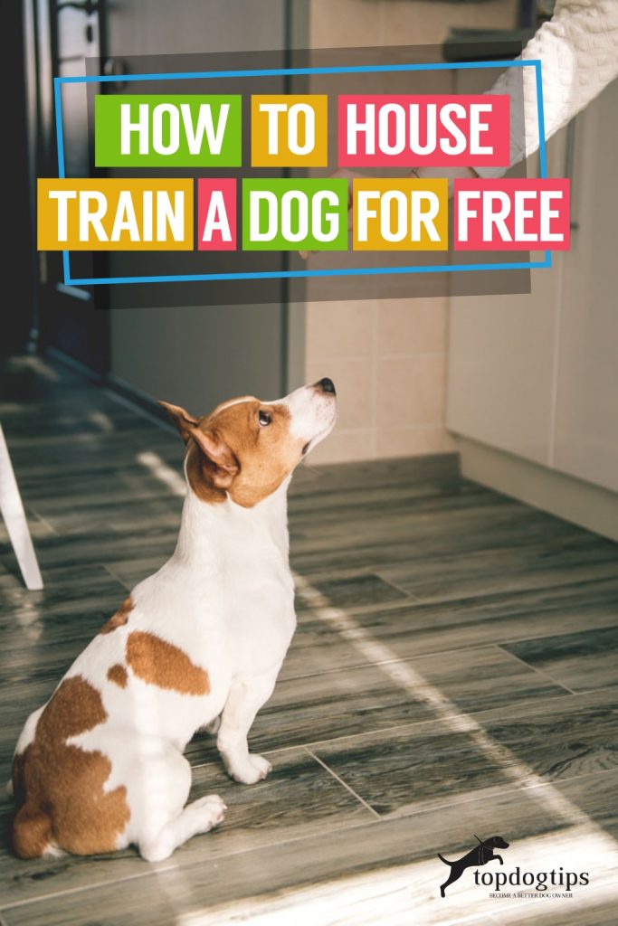 How to House Train a Dog for Free