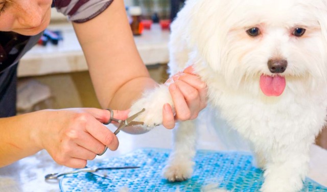 Important Safety Tips for Dog Grooming At Home