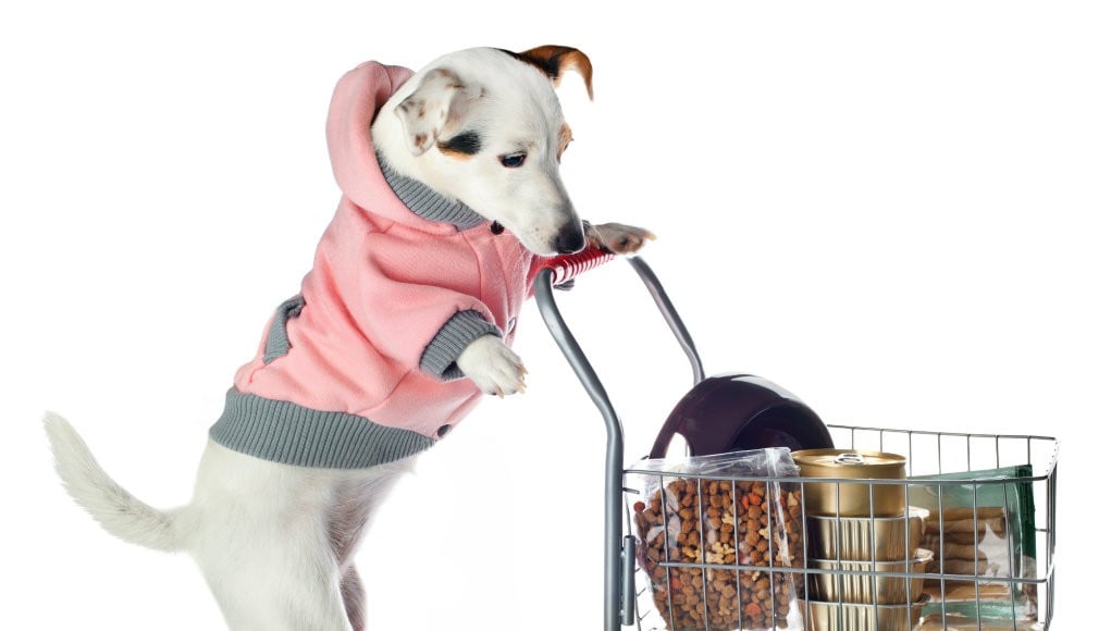 Pets on a Budget - Best Places to Find Cheap Dog Products