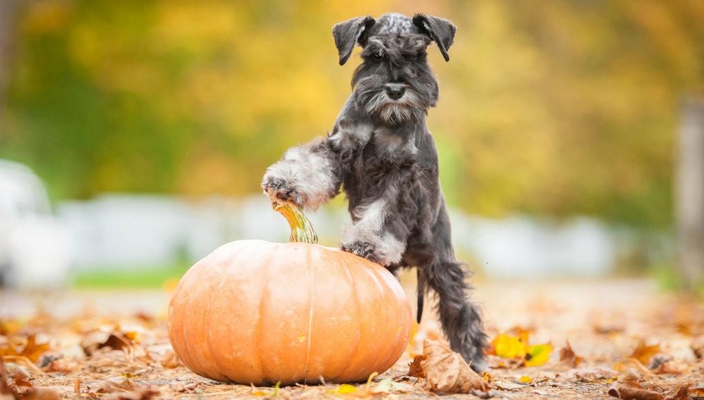 Thanksgiving Safety Tips for Dogs