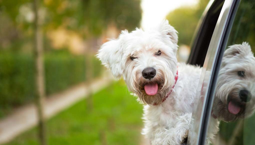 Traveling With Your Dog for Thanksgiving