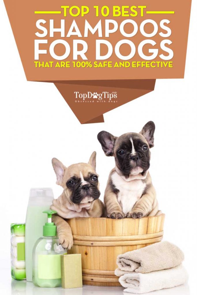 What is the Best Dog Shampoo