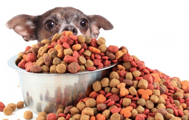 World's Most Popular Dog Food Brands