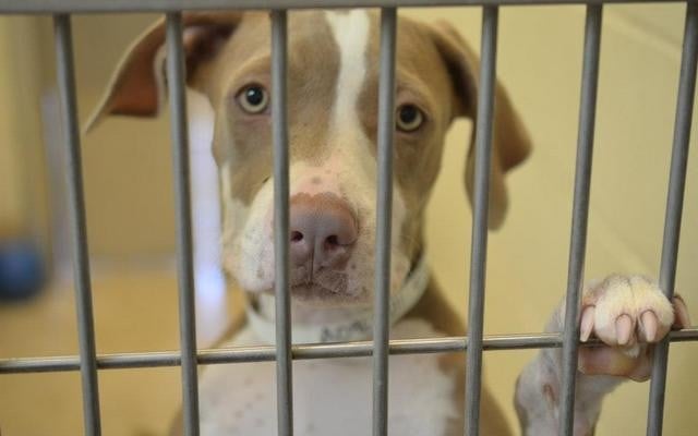 Zappos Wants to Buy You a Shelter Dog