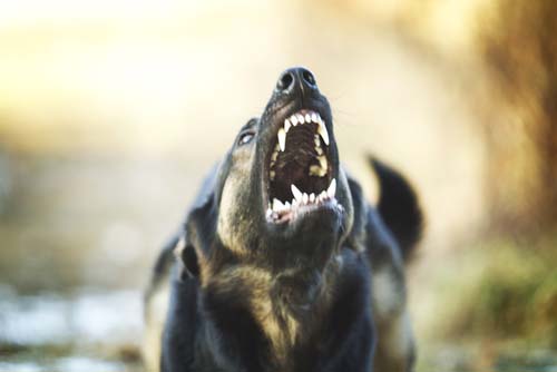 aggressive german shepherd puppy