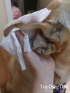 cleaning outside of dogs ears