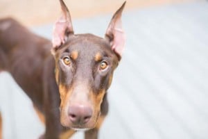 cute adorable doberman looking