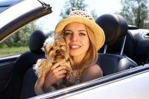 dog and person traveling in a car