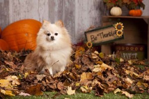 dog celebrating thanksgiving