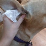 dog ears being cleaned with wipes