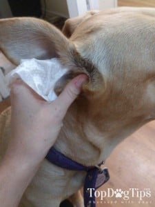 dog ears being cleaned with wipes