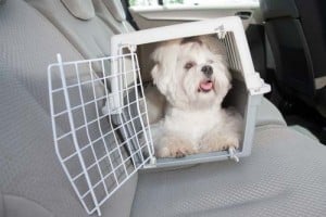 dog travel in a car in a dog crate