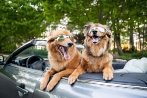 dogs traveling in a car