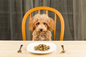 feed your dog before travel