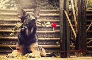 german shepherd with rose