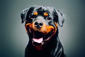 happy smiling rottweiler