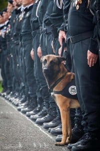 police dog died on duty