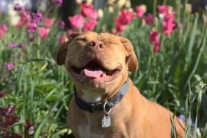 smilling and funny pit bull