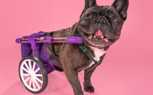 Anyone With a 3D Printer Can Make This Adjustable Dog Wheelchair