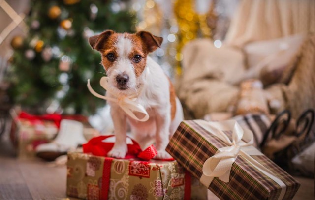 Best Christmas Deals Dog Supplies for Dogs Pets