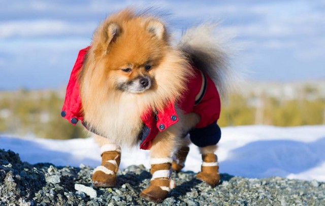 Best Dog Booties for Snow to Keep Your Dog Warm in Winter