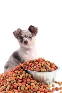 Best Dog Food Deals This Christmas