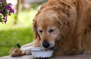 Best Dog Food for Dogs with Diabetes