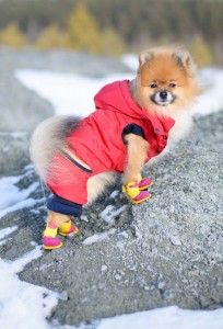 Best dog winter boots care and tips