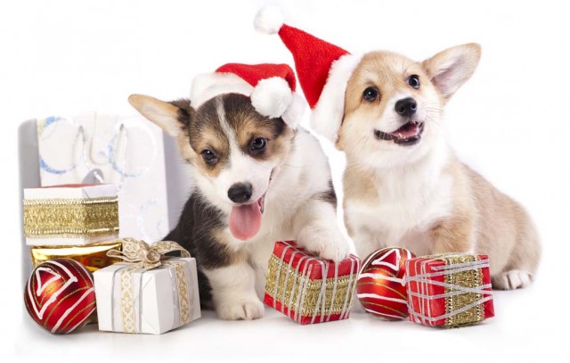 Cheap Dog Supplies - Best Christmas Discounts for Dogs