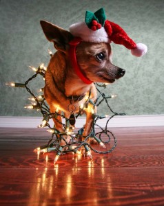 Christmas Dangers for Dogs