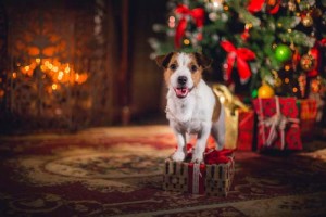 Dog Christmas Presents