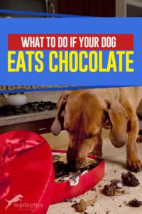 Dog Poisoning - What to Do If Your Dog Eats Chocolate