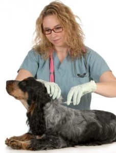 Dog microchip information maintenance