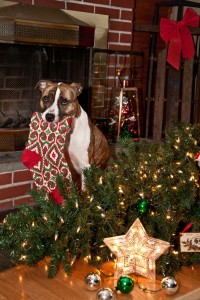 Dogs and Christmas tree dangers