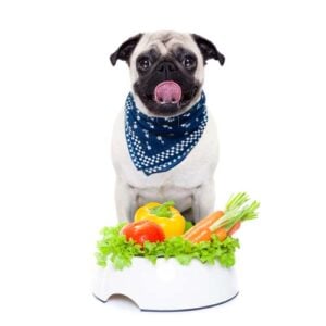 Fiber in Dog Food for Dogs with Diabetes