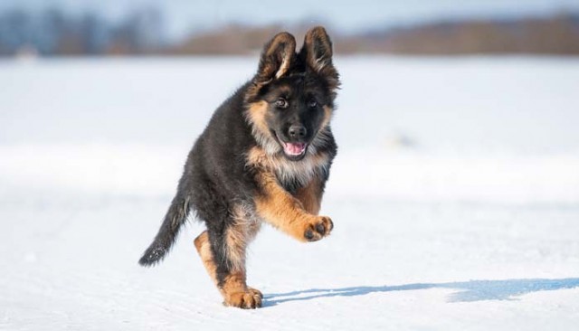 Gifted Puppy Will Help Fight Terrorism in France