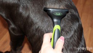 GroomMe Dog DeShedding Tool Review From Pets Savvy