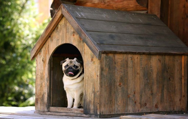 How to Build a Dog House - 5 DIY Experts' Advice