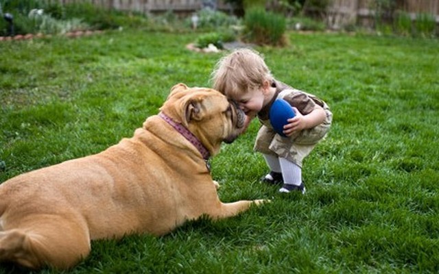 Loyal Dog Accompanies Toddler That Wandered Off