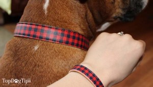 Matching Friendship Collar For Dogs Review