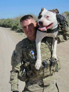 Military Pit Bull and his handler