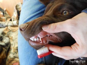 Pet Toothbrush for Dogs