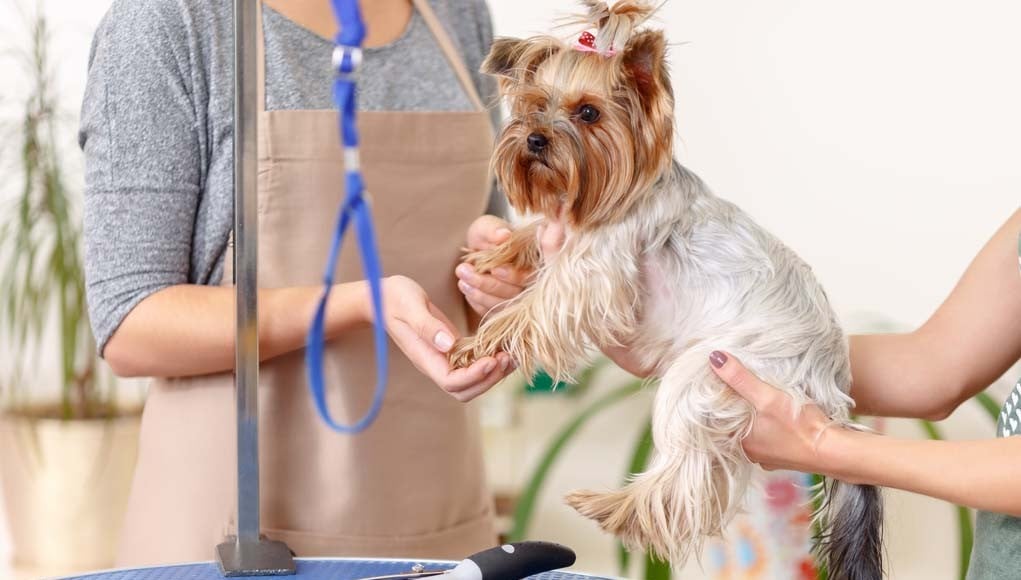 Professional Dog Grooming and Being a Pro Dog Groomer