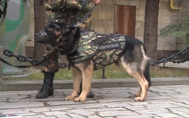 Russia Releases Dog Armor After French Police Dog Killed in ISIS Raid