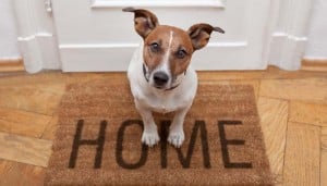 Safe and secure home for dogs