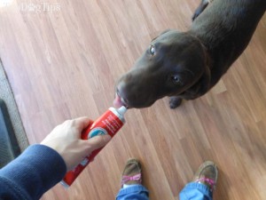 How I chose these best dog toothpastes