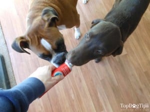 Testing a Dog Toothpaste with My Dogs