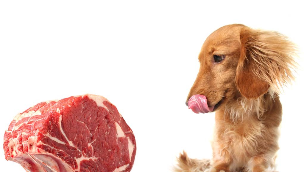 The Low Down on the Paleo Diet for Dogs