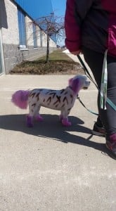 What's It Like to Be a Professional Dog Groomer